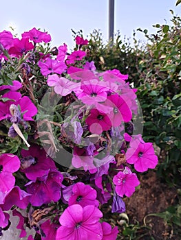 Petunia on the background of the fountain jets