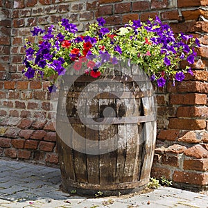 Petunia barrel garden photo