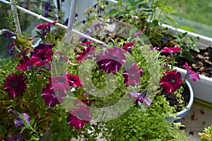 Petunia in bloom - classic flower for plant containers. Beautiful small garden on the balcony