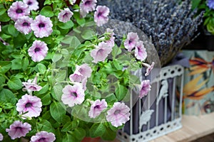 Petunia in bloom and lavender, spring-summer flowers