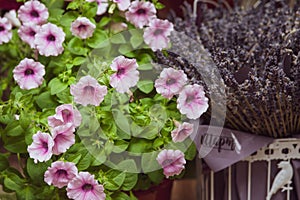 Petunia in bloom and lavender, spring-summer flowers