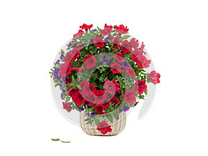 Petunia bouquet isolated on white photo