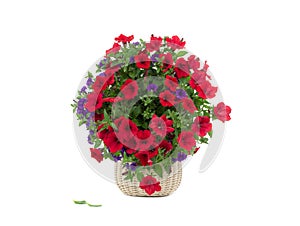 Petunia bouquet isolated on white