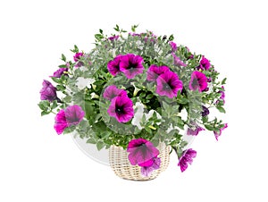 petunia bouquet isolated on white