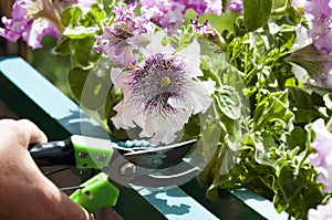 Petunia bright white color. flowerbed in summer. spring beauty. gardening and greenhouse concept. floral shop. blooming lilac