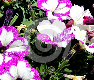 Petunia `Constellation Gemini`, hybrid cultivar