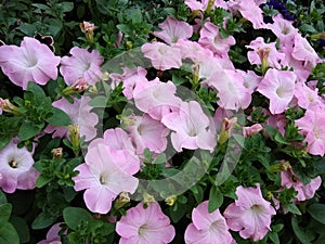 Petunia `Fanfare Apple Blossom` photo