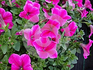 Petunia `Fanfare Hot Rose` photo