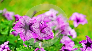 Petunia flawer garden colorful green nature summer