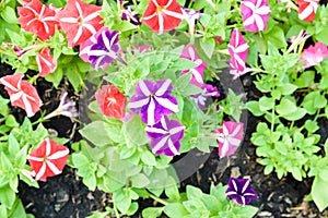 Petunia flower