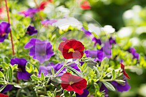 Petunia flower