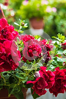 Petunia flower