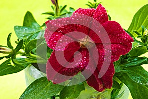 Petunia flower