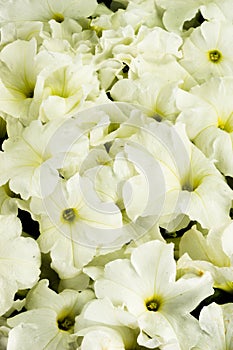 Petunia flower