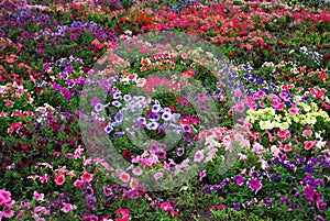 Petunia flower beds