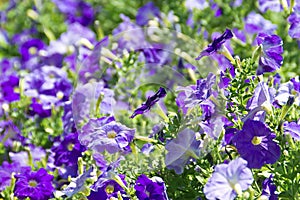 Petunia flower beds of white and purple