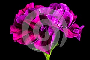 Petunia flower closeup