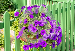 Petunia flower deco at a wooden fence