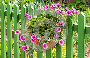 Petunia flower deco at a wooden fence