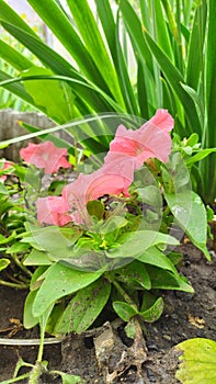 Petunia flower is a frequent inhabitant of gardens
