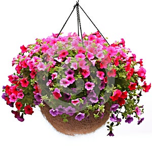 Petunia flower pot isolated on white background