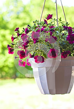 Petunia flower pot