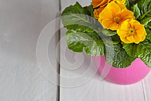 Petunia flower pot on table