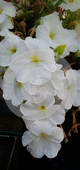 petunia flower in roof garden