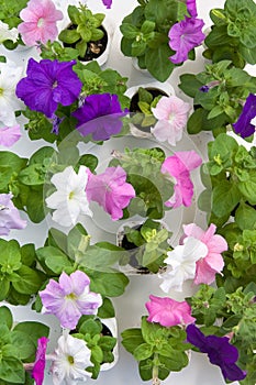 Petunia flower seedbed