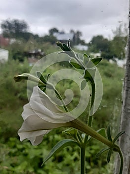 Petunia flower view from the window