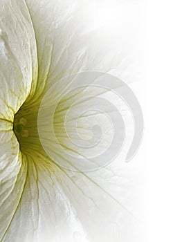 Petunia flower white wallpaper photo