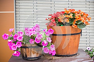 Petunia flower in wooden pot