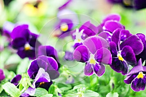 Petunia flowers