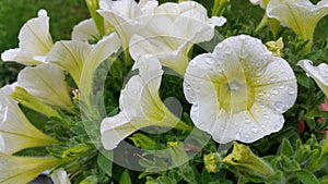 Petunia Flowers