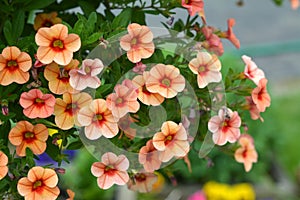 Petunia flowers