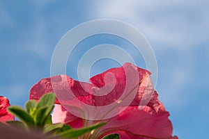 Petunia flowers against the sky. Photo below. Copy space