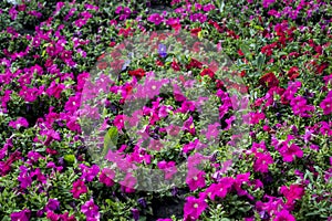 Petunia flowers. Beautiful flower field