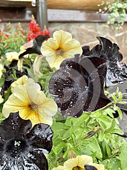Petunia flowers, black and yellow, Sophistica F1 variety
