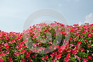 Petunia flowers blooming in the garden and blue sky background.