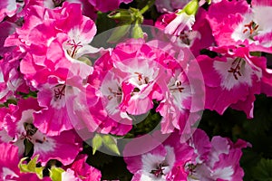 Petunia flowers blooming