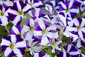 Petunia flowers blooming in spring time