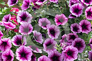 Petunia flowers blooming in summer