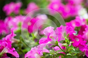 Petunia flowers on a bright sunny day on the lawn. Summer mood. Decoration of the garden. Macro