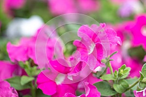 Petunia flowers on a bright sunny day on the lawn. Summer mood. Decoration of the garden. Macro