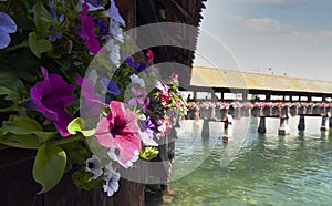 Petunia flowers in Chapel Bridge, Luzern