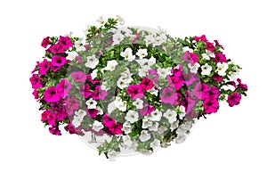 Petunia flowers with clipping path photo