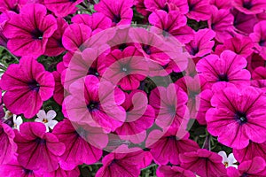 Petunia flowers. Close up photo of rose color petunia flowers. Pink floral background.