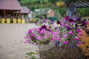 Petunia flowers closeup