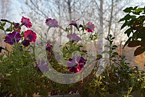 Petunia flowers on dawn light. Small garden on the balcony in october