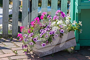 Petunia flowers in a decorative flower pot